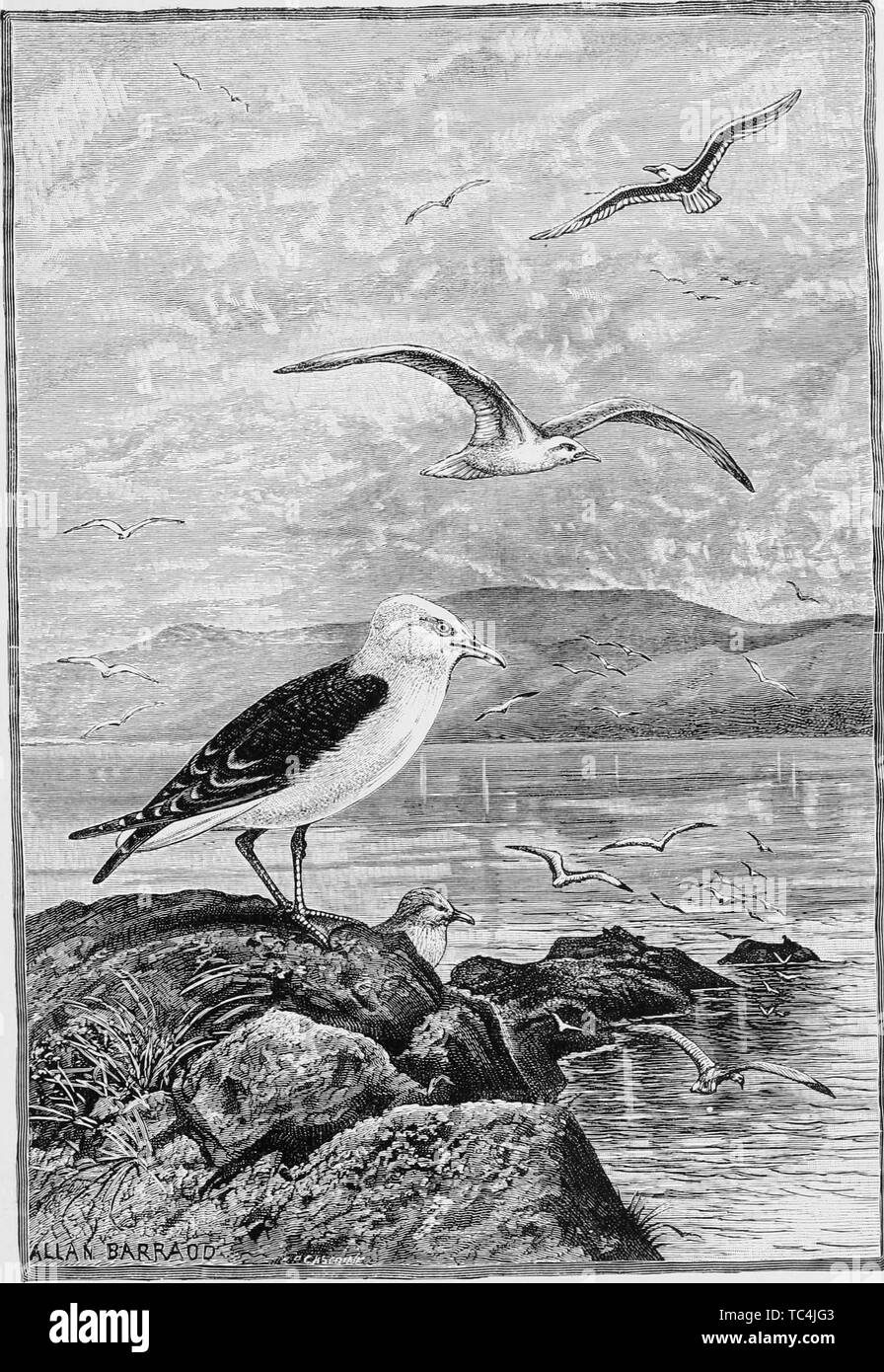 Incisione di gabbiani su una costa, dal libro "Uccelli dell'onda e foreste" da Philip Stewart Robinson e Charles Whymper, 1894. La cortesia Internet Archive. () Foto Stock