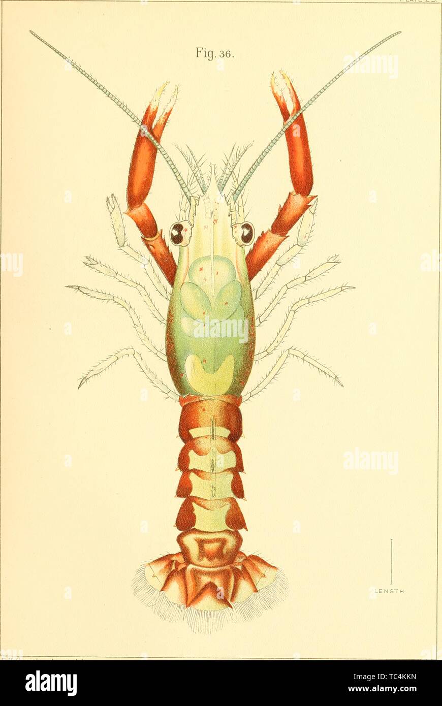 L'incisione dell'aragosta nel suo quarto-piscina stadio, dal libro "l'Astice americano, uno studio delle sue abitudini e sviluppo" da Francesco Hobart Herrick, 1895. La cortesia Internet Archive. () Foto Stock