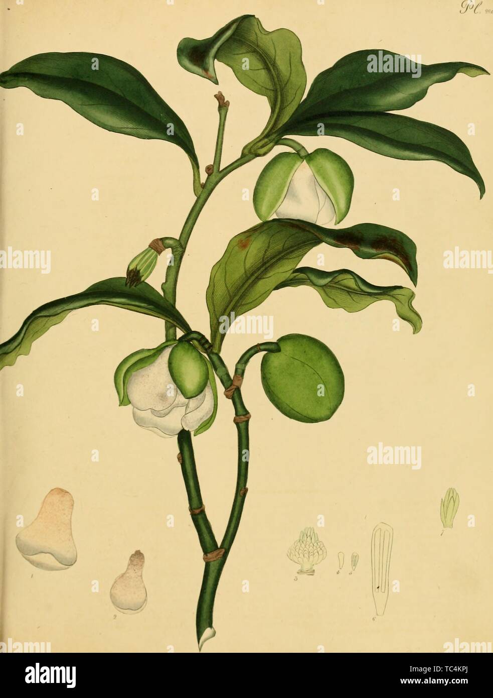 Incisione di Magnolia Pumila, dal libro "Il botanico's repository per i nuovi, e piante rare' da Henry Charles Andrews, 1797. La cortesia Internet Archive. () Foto Stock