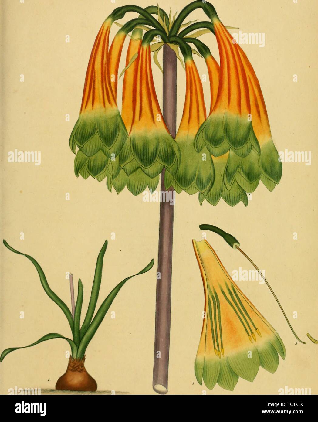Incisione di Knysna Lily (Cyrtanthus obliquus), dal libro "Il botanico's repository per i nuovi, e piante rare' da Henry Charles Andrews, 1797. La cortesia Internet Archive. () Foto Stock