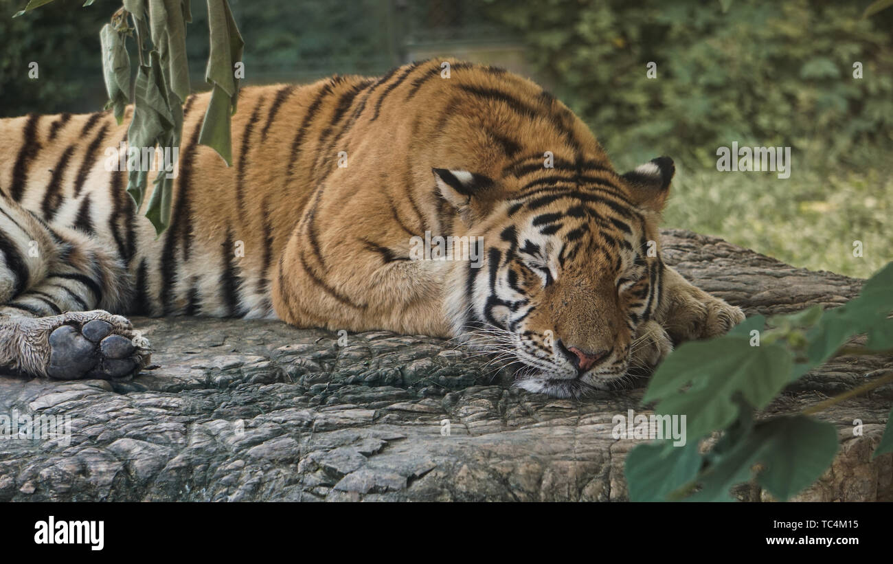 Una tigre di spianatura. Foto Stock
