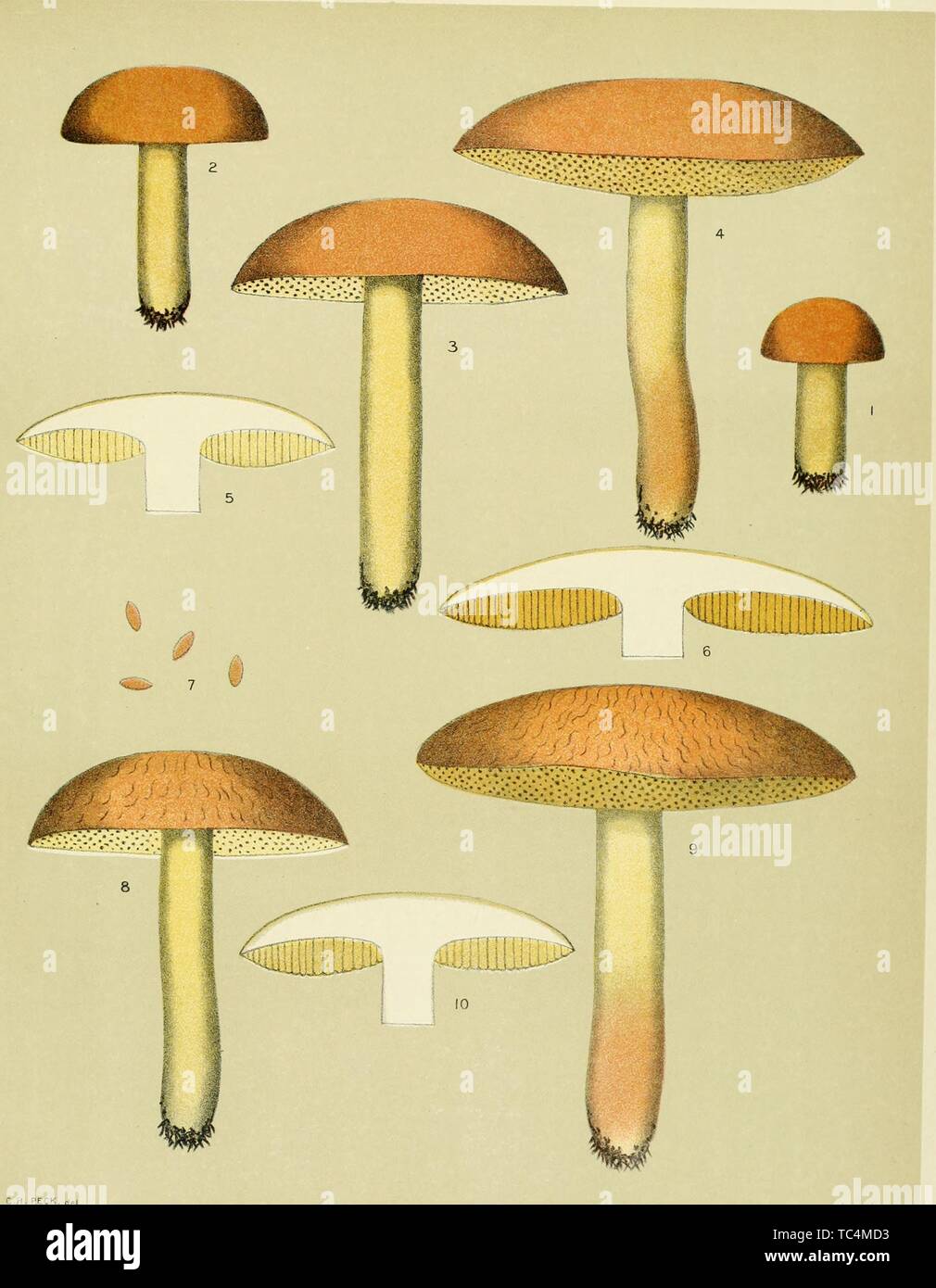 Incisione il Boletus Subglabripes fungo, dal libro "relazione annuale del Regents' dal Museo Statale di New York, 1890. La cortesia Internet Archive. () Foto Stock