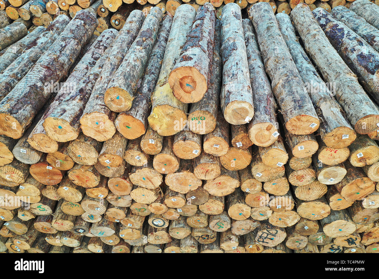 Un ordinatamente impilati log. Foto Stock