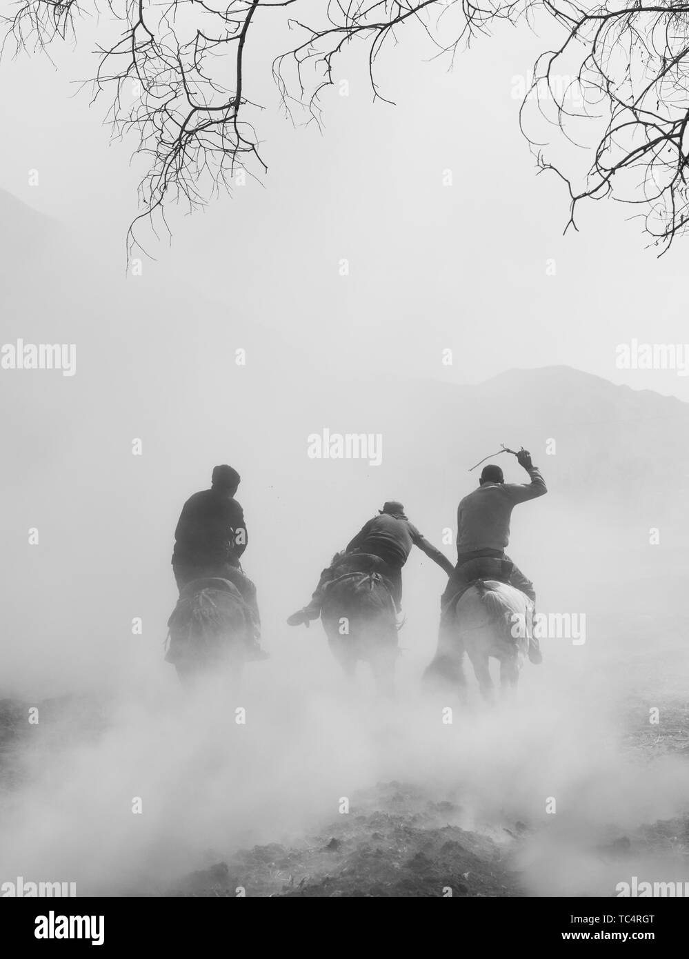 Pecore afferrando la concorrenza nella contea di Ta, Xinjiang Foto Stock