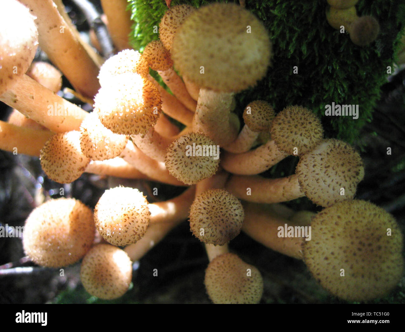 Funghi commestibili (miele agarics) close-up Foto Stock