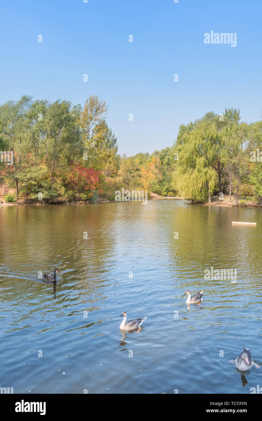 Autunno Swan anatra selvatica in Outdoor stagno Grove nel Parco di Shenyang, Cina Foto Stock