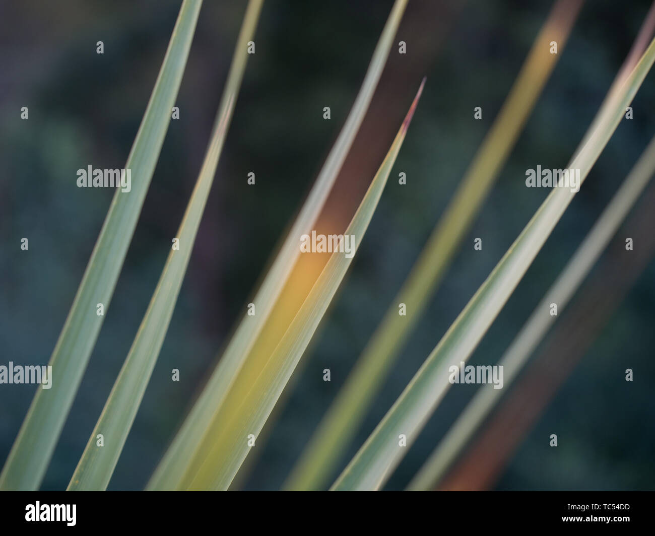 Foglie, Ti Kouka Cabbage Tree (Cordyline australis), Pohueroa, Brunswick, Whanganui, Nuova Zelanda Foto Stock