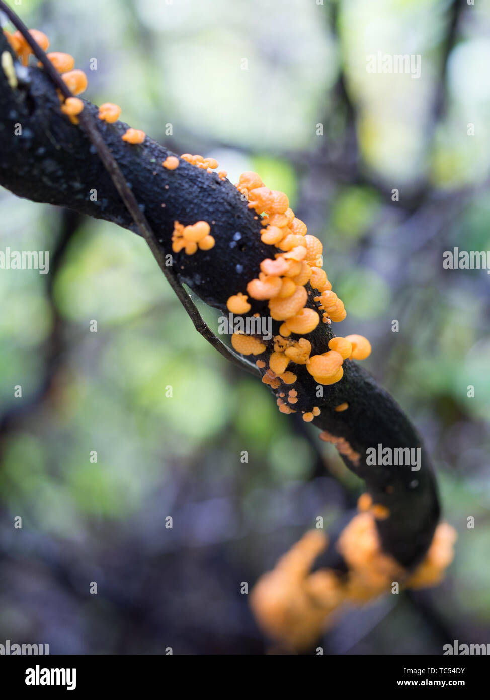 Vitigno morto, arancione funghi, Pohueroa, Brunswick, Whanganui, Nuova Zelanda Foto Stock
