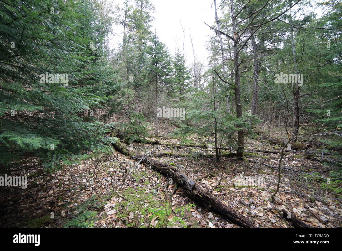 I registri di decadimento posa all'aperto in un'area forestale in Penisola Superiore del Michigan. Foto Stock