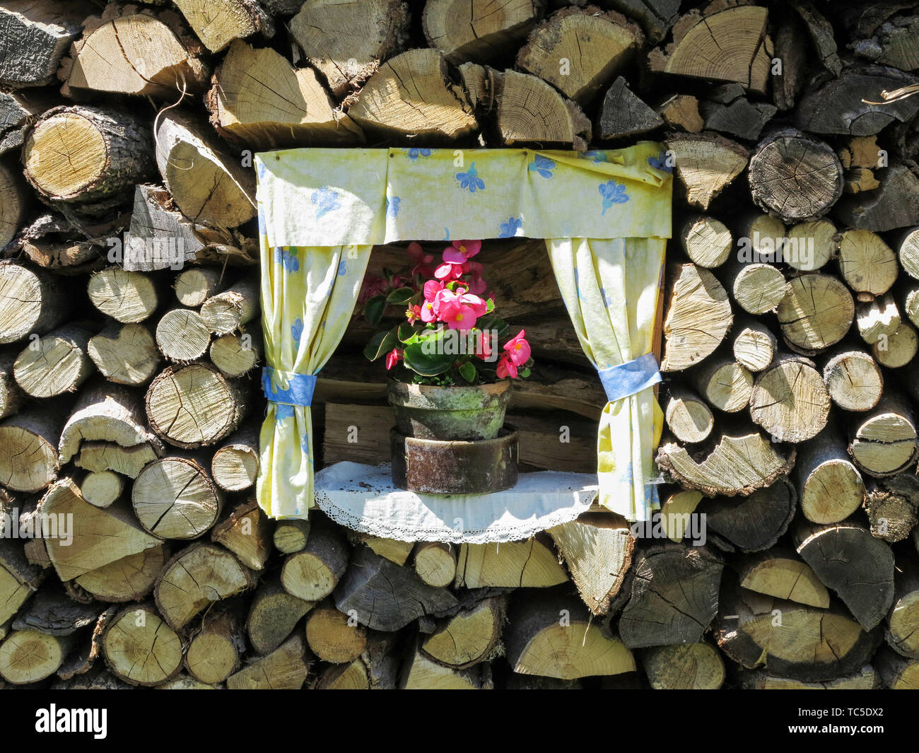 Fiore in un vaso di fiori in un woodpile - giardino insoliti Foto Stock