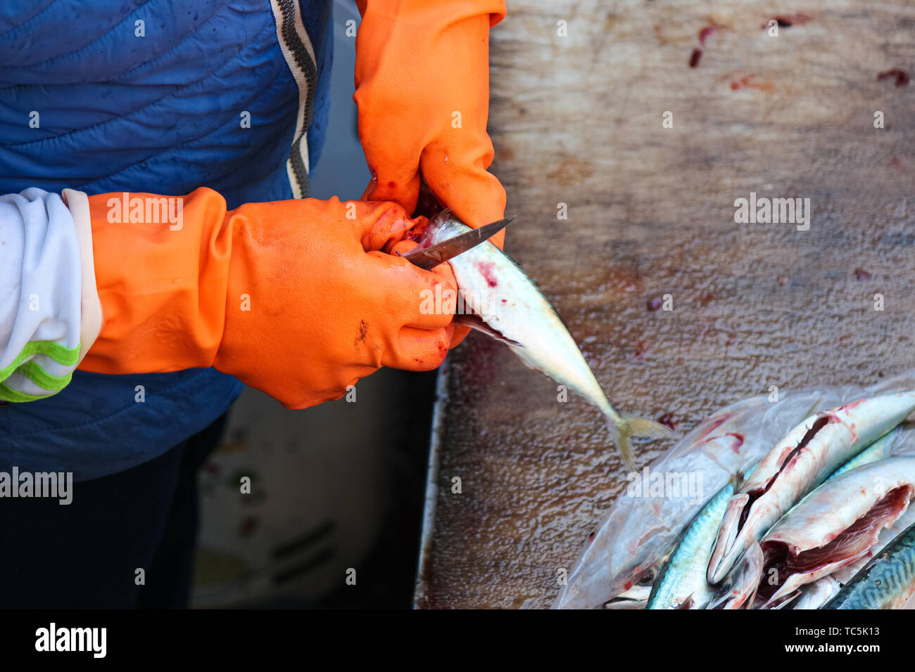 Dettaglio delle mani in arancione i guanti che sono eviscerazione di piccoli  pesci. Dalla lavorazione del pesce è necessario tirare le budella fuori del  pesce. Fotografato il mercato del pesce di Catania,