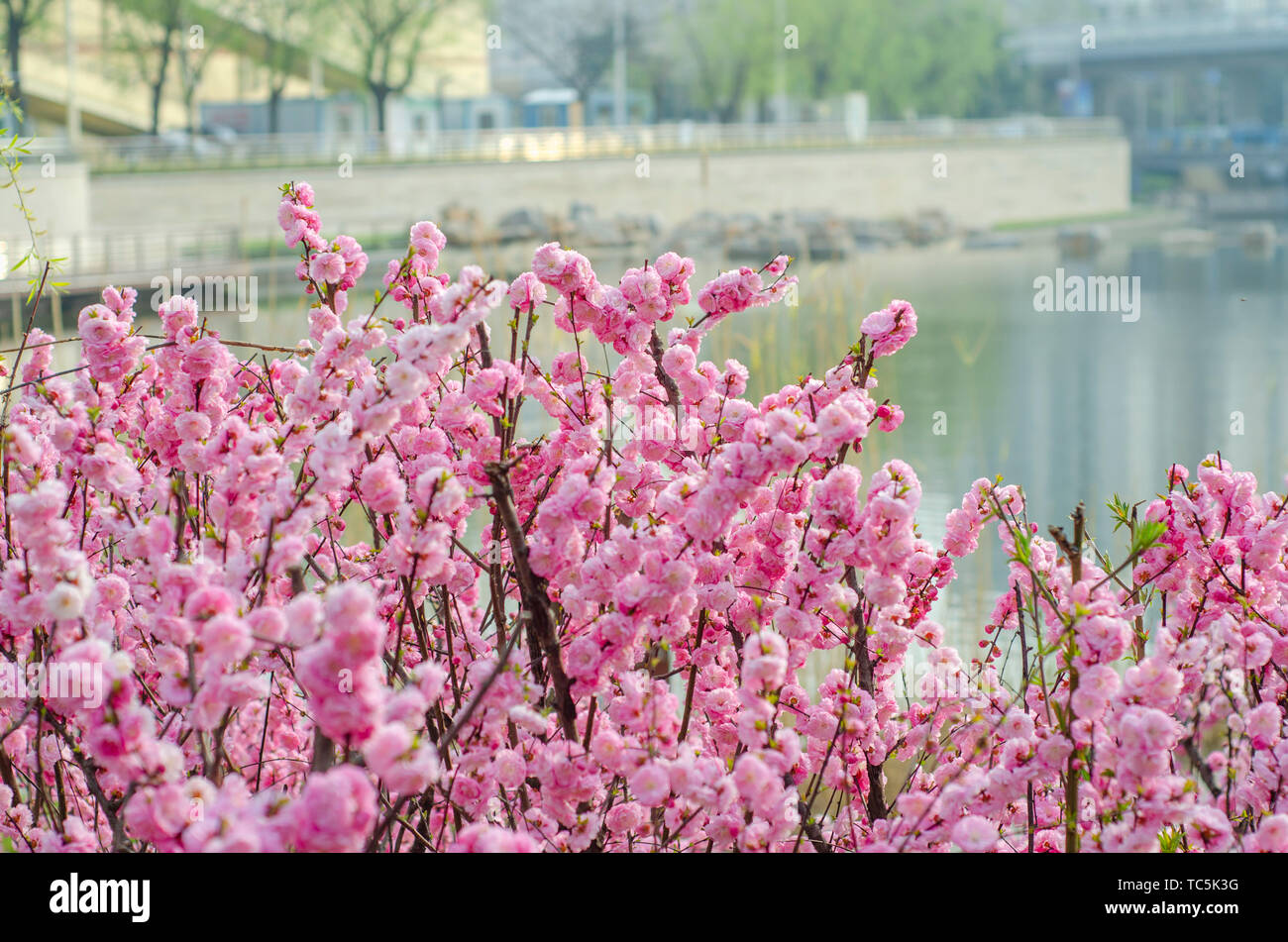 Dal fiume, olmo leaf prugna, molla, lussureggianti fiori dal fiume. Foto Stock