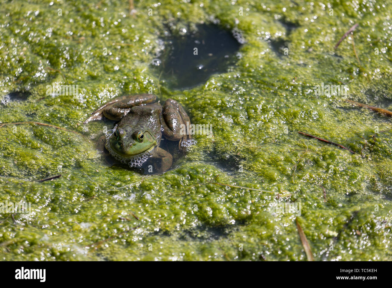 Bullfrog Foto Stock
