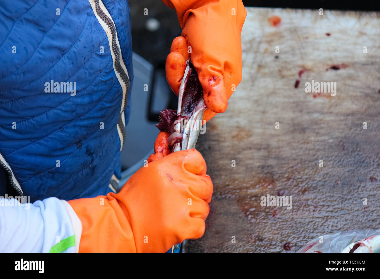 Chiudere la fotografia di man mano in arancione guanti eviscerazione interiora al di fuori di un piccolo pesce. La lavorazione del pesce all'aperto al mercato del pesce in siciliano di Catania, Italia. Foto Stock