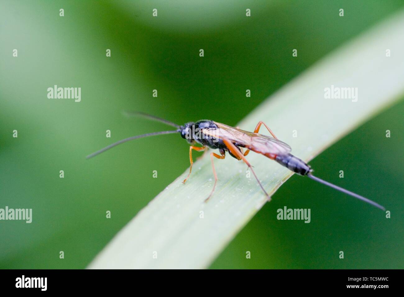 Lunga vespa nera e rossa immagini e fotografie stock ad alta risoluzione -  Alamy