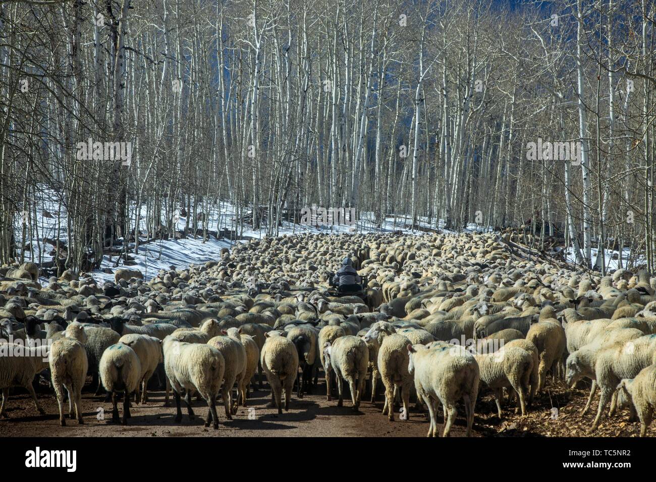 Un grande gregge di pecore sono guidati attraverso una strada di campagna nel sud dello Utah. Foto Stock