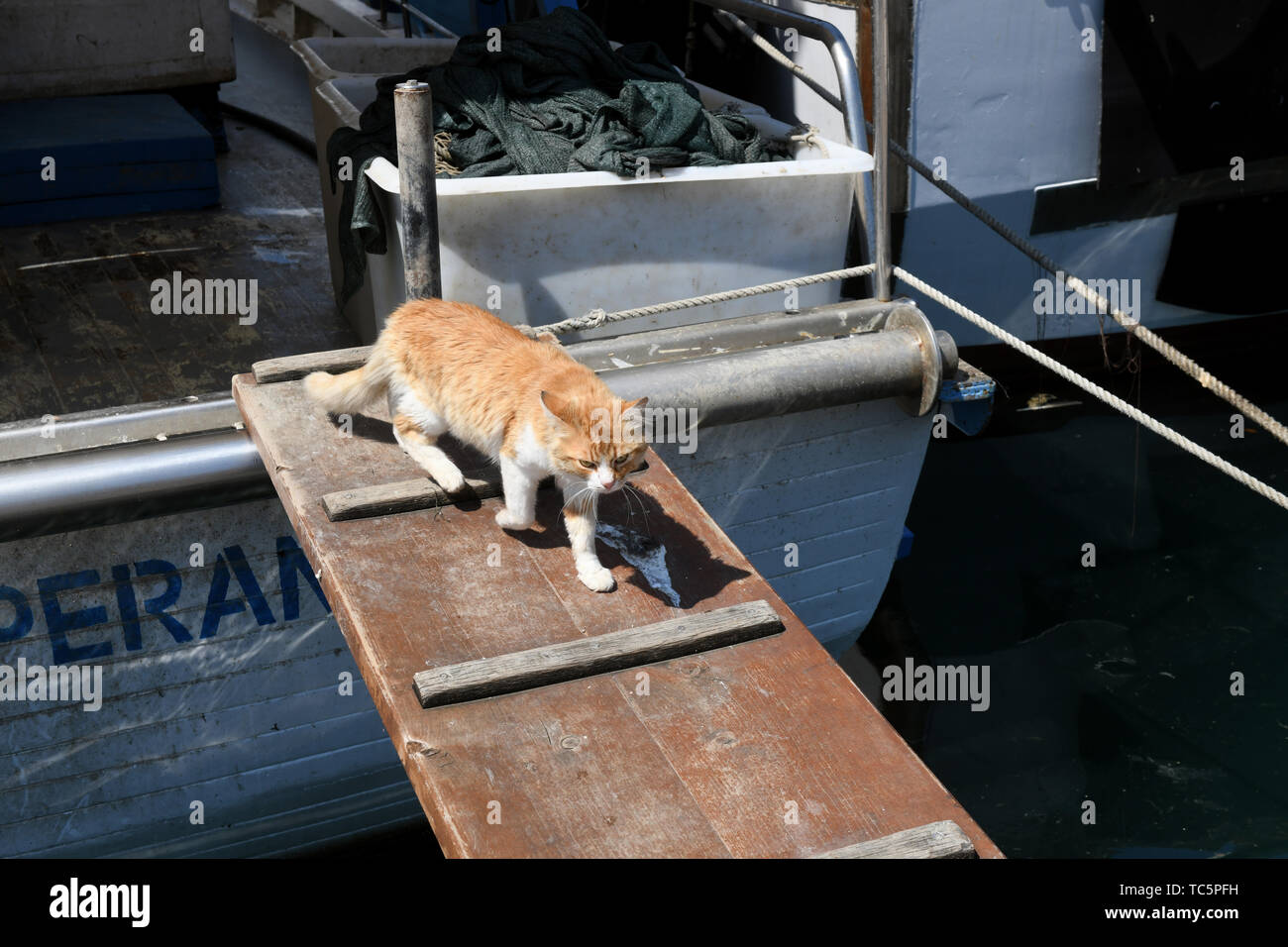 Gatti selvatici in cerca di cibo sulla barca da pesca ormeggiate a Vrsar, Croazia Foto Stock