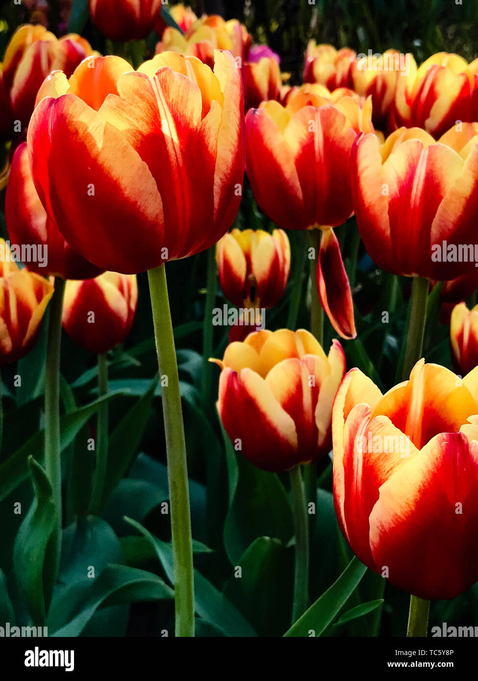 Rosso infuocato tulipani tulipani rossi, rossi e gialli tulipani bloom telefono mobile screensaver Foto Stock