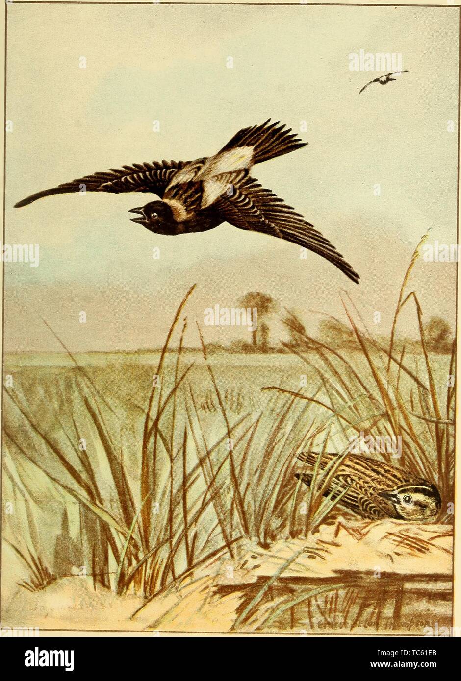 Incisione del Bobolink uccelli, dal libro "Bird-vita, una guida per lo studio del nostro comune uccelli' da Frank Michler Chapman e Ernest Thompson Seton, 1898. La cortesia Internet Archive. () Foto Stock Incisione del Bobolink uccelli, dal libro "Bird-vita, una guida per lo studio del nostro comune uccelli' da Frank Michler Chapman e Ernest Thompson Seton, 1898. La cortesia Internet Archive. () Foto Stock