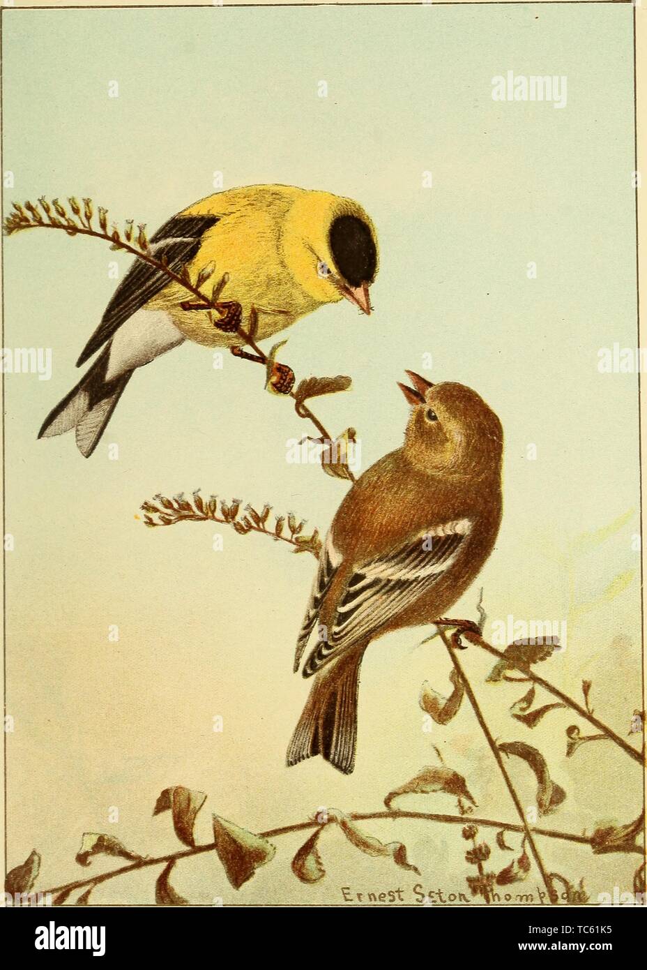 Incisione di American cardellino, adulto femmina e maschio in inverno, dal libro "Bird-vita, una guida per lo studio del nostro comune uccelli' da Frank Michler Chapman e Ernest Thompson Seton, 1898. La cortesia Internet Archive. () Foto Stock Incisione di American cardellino, adulto femmina e maschio in inverno, dal libro "Bird-vita, una guida per lo studio del nostro comune uccelli' da Frank Michler Chapman e Ernest Thompson Seton, 1898. La cortesia Internet Archive. () Foto Stock