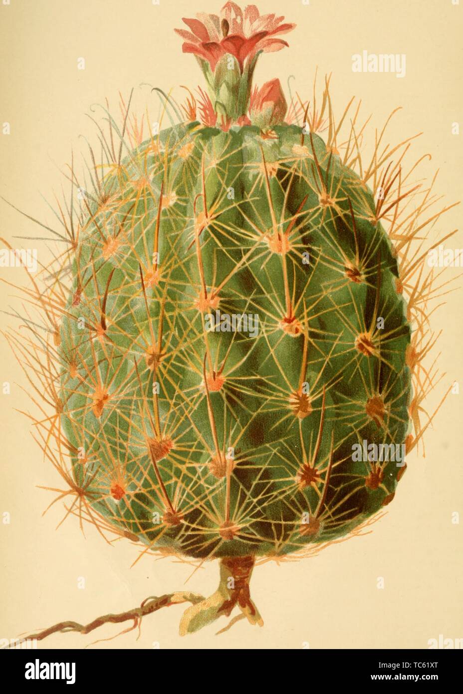 Incisione del Echinocactus Whipplei, dal libro "eehan mensile, una rivista di orticoltura, botanica e il parentado dei soggetti da Thomas Meehan, 1891. La cortesia Internet Archive. () Foto Stock