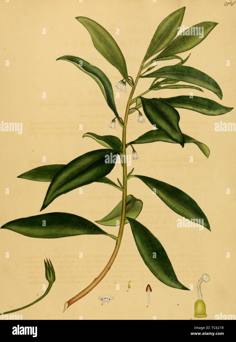 Incisione del Pogonia Glabra, dal libro "Il botanico's repository per i nuovi, e piante rare' da Henry Charles Andrews, 1797. La cortesia Internet Archive. () Foto Stock