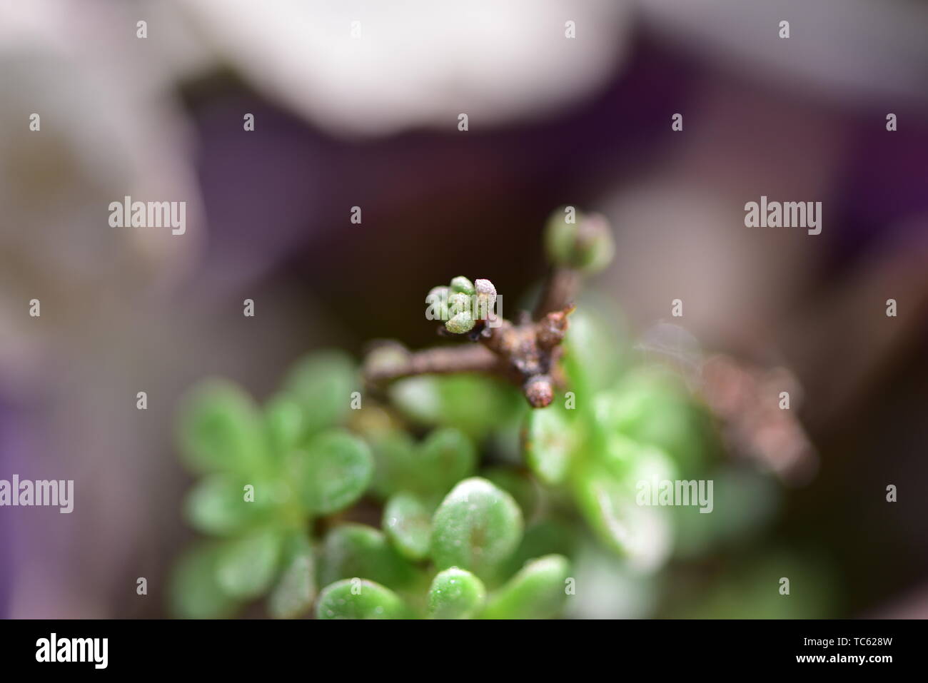 pianta succulenta Foto Stock