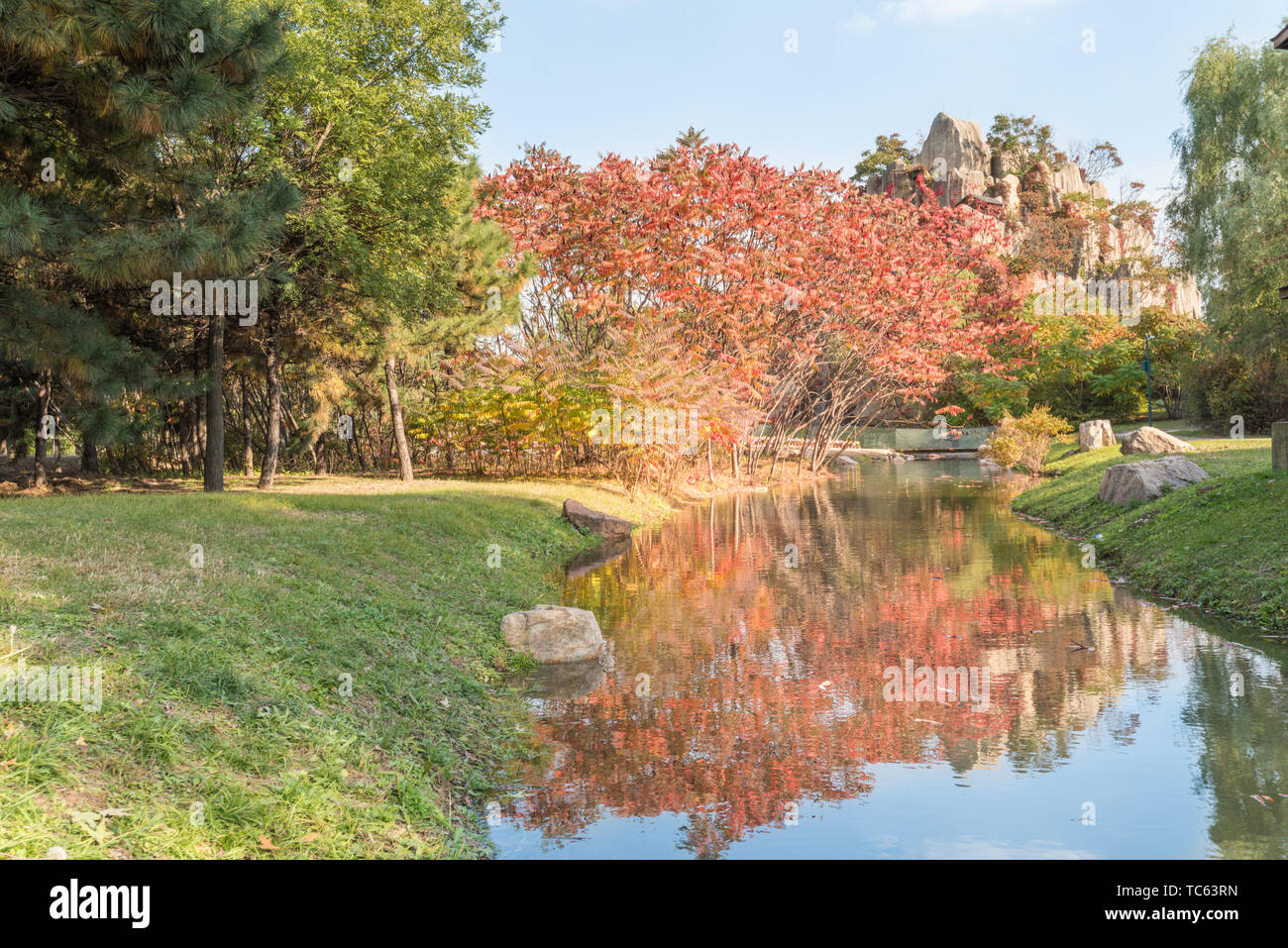 Autunno Swan anatra selvatica in Outdoor stagno Grove nel Parco di Shenyang, Cina Foto Stock