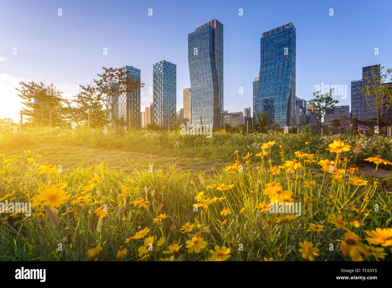 Estate a Seoul con splendidi fiori in estate, Central Park in Songdo International Business District, Incheon Corea del Sud. Foto Stock