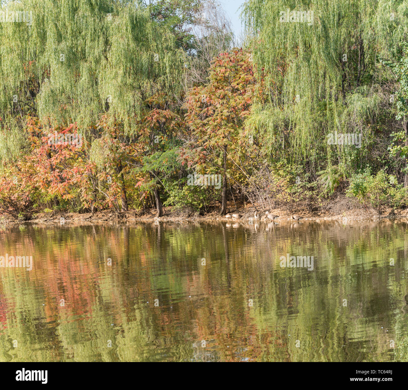 Autunno Swan anatra selvatica in Outdoor stagno Grove nel Parco di Shenyang, Cina Foto Stock
