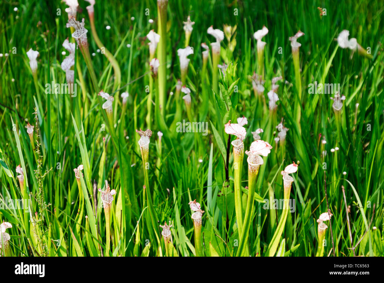 White sormontato brocca piante nelle settimane Bay pianta brocca Bog vicino a molle Magnolia, Alabama. Foto Stock