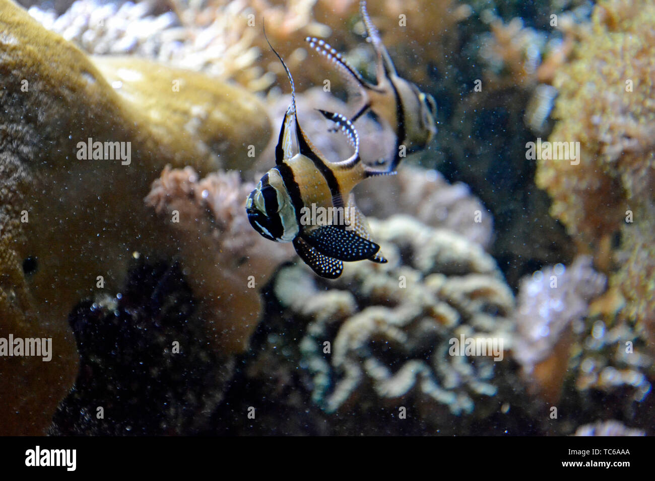 Bianco e nero pesci angelo al London Zoo Acquario, ZSL London Zoo di Londra, Regno Unito Foto Stock