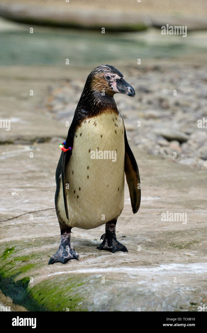 Un pinguino di humbolt dal Perù allo Zoo di Londra, London, Regno Unito Foto Stock