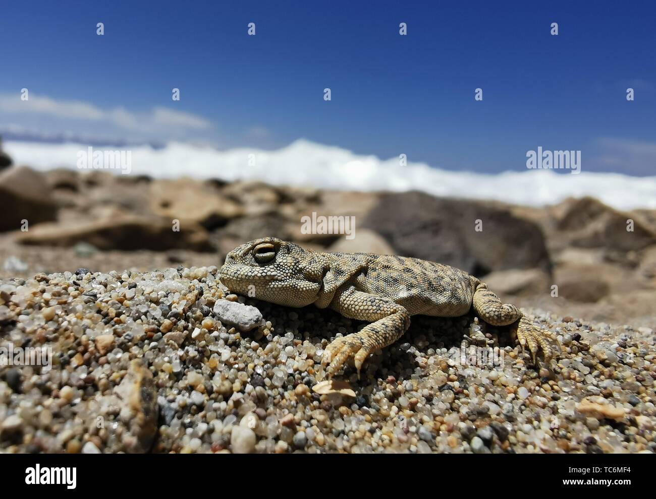 (190606) -- LHASA, 6 giugno 2019 (Xinhua) -- una lucertola è visto a Nam Co (lago), a sud-ovest della Cina di regione autonoma del Tibet, 8 maggio 2019. I dati di monitoraggio forniti dall'Accademia cinese delle scienze e i dipartimenti per la tutela ambientale mostra che il Tibet mantiene stabile la struttura ecologica in termini della sua aria, suono, acqua, suolo, livello di radiazione e ambiente ecologico. Con la maggior parte delle aree rimanenti loro stati originali in ecologia, il Tibet è una delle regioni con le migliori condizioni ecologiche del mondo. Finora il Tibet ha stabilito una ben distribuita ecologico Protezione ambiente netw Foto Stock