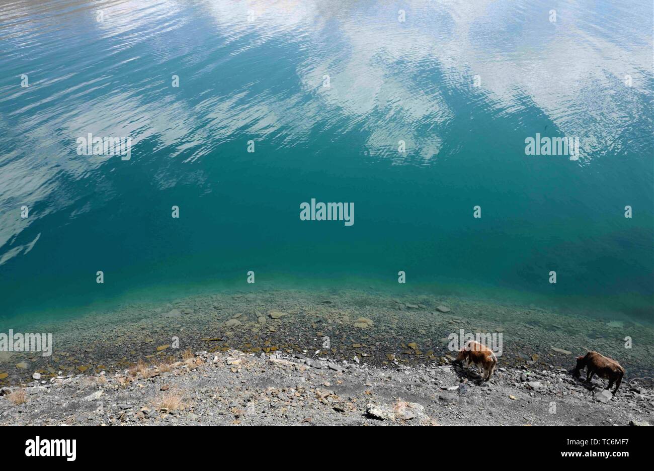 (190606) -- LHASA, 6 giugno 2019 (Xinhua) -- mucche bere acqua dal Yamzbog Yumco Lago in Nagarze County di Shannan, a sud-ovest della Cina di regione autonoma del Tibet, 29 maggio 2019. I dati di monitoraggio forniti dall'Accademia cinese delle scienze e i dipartimenti per la tutela ambientale mostra che il Tibet mantiene stabile la struttura ecologica in termini della sua aria, suono, acqua, suolo, livello di radiazione e ambiente ecologico. Con la maggior parte delle aree rimanenti loro stati originali in ecologia, il Tibet è una delle regioni con le migliori condizioni ecologiche del mondo. Finora il Tibet ha stabilito una ben distribuita Foto Stock