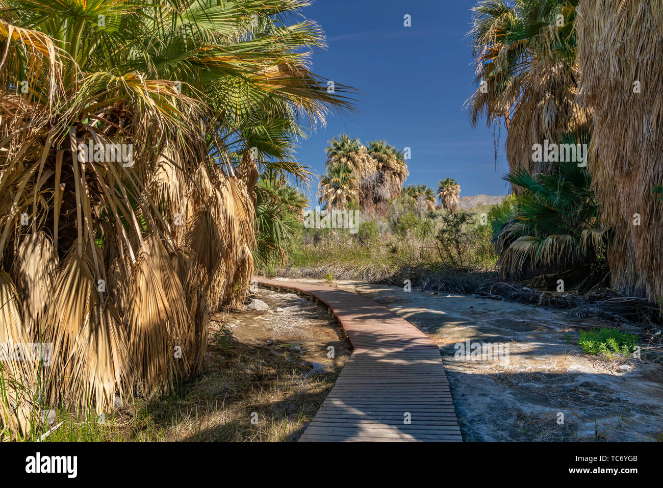 Valle di Coachella preservare e migliaia di palme oasi a migliaia di palme, California, USA. Foto Stock