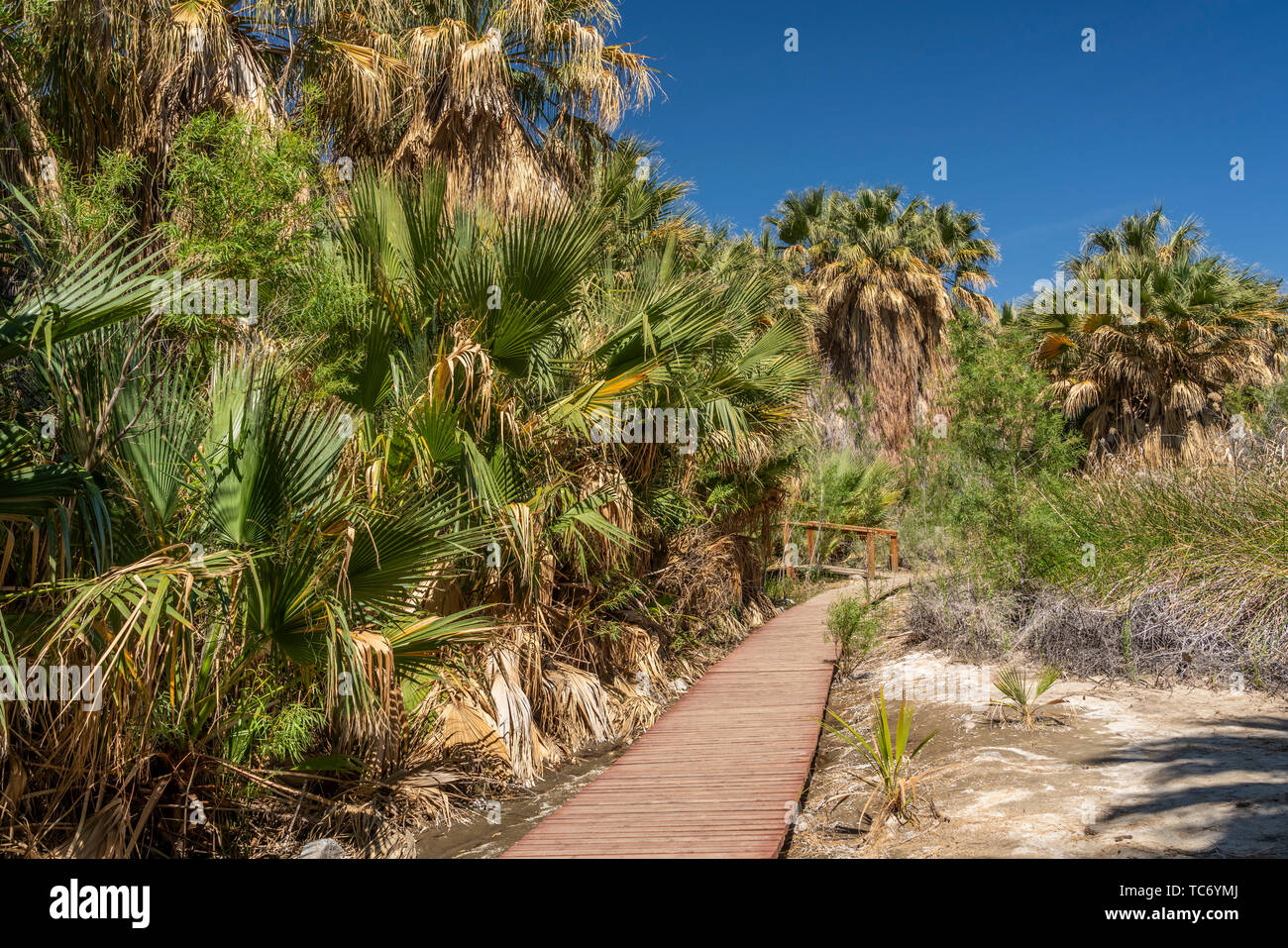 Valle di Coachella preservare e migliaia di palme oasi a migliaia di palme, California, USA. Foto Stock