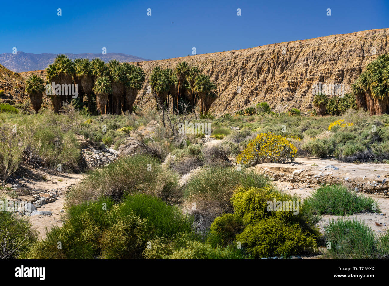 Valle di Coachella preservare e migliaia di palme oasi a migliaia di palme, California, USA. Foto Stock