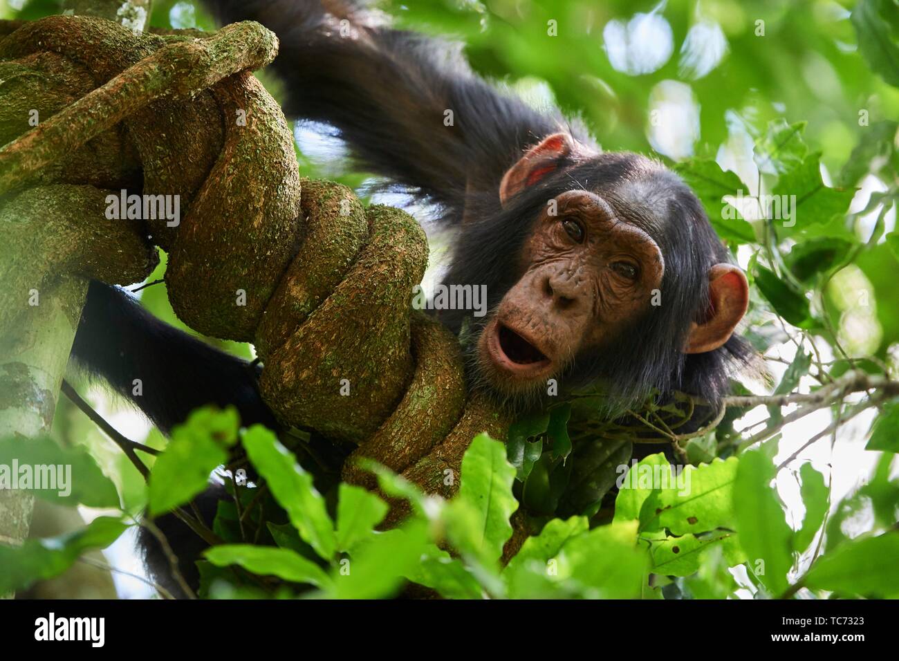 Uno scimpanzé capretti (Pan troglodytes schweinfurthii) in una struttura ad albero. Kibale National Park, Uganda. Foto Stock