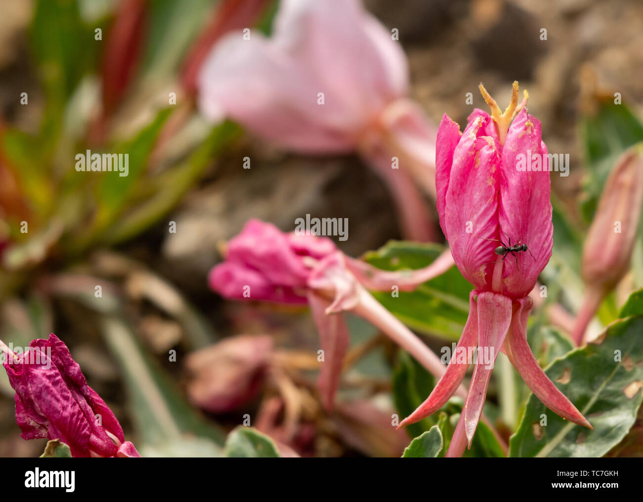 Ant si arrampica su di avvizzimento fiore rosa close up Foto Stock