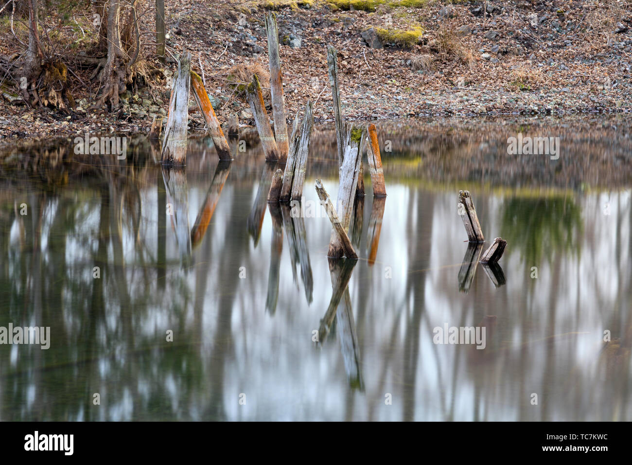 Riflessi di acqua in una foresta Foto Stock