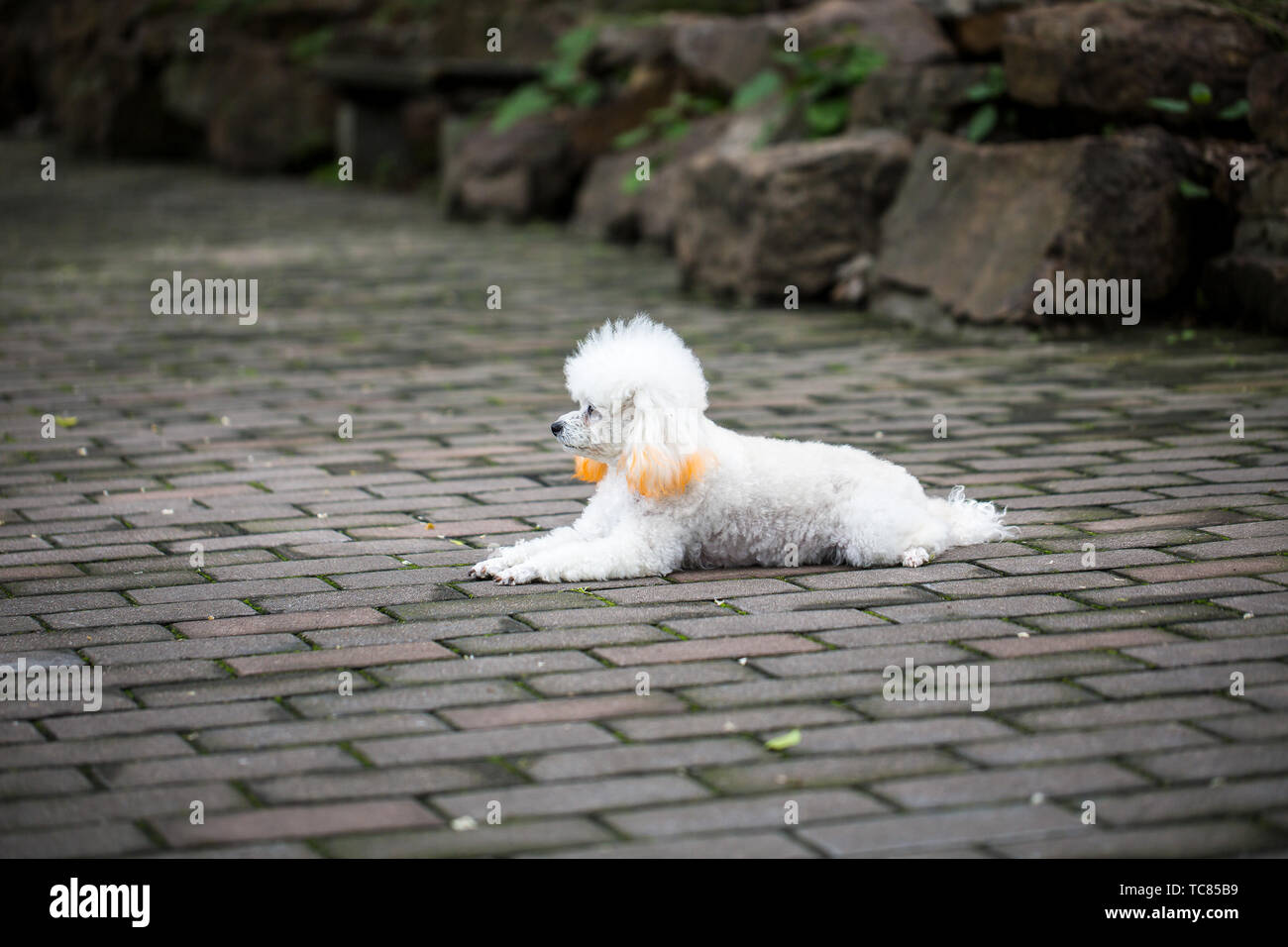 Cane di peluche Foto Stock
