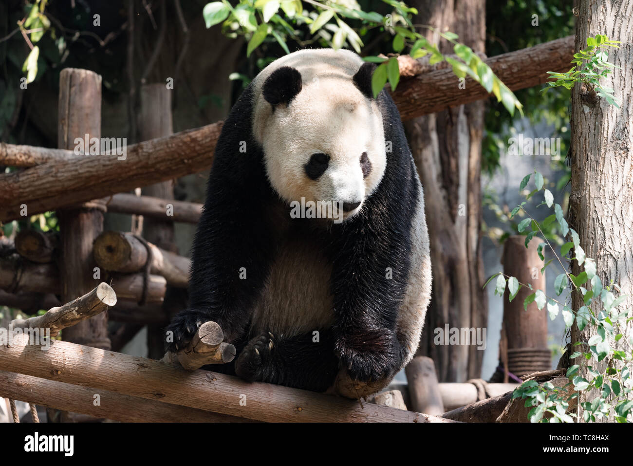 panda gigante Foto Stock