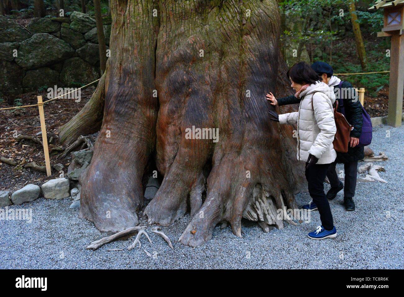 Persone in preghiera davanti all albero di Dio, Ise, Giappone, Asia. Foto Stock