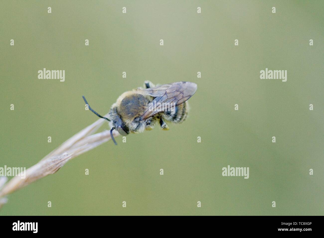 Dormire ape solitaria. Piccolo bee dormire sulla punta di erba. Foto Stock