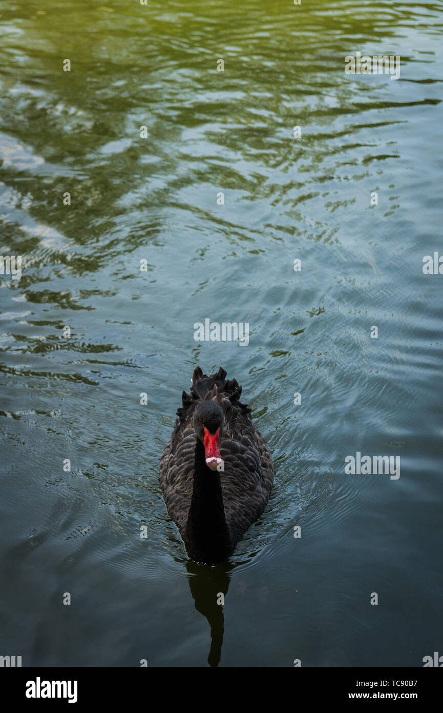 Un Black Swan nuotare nel lago di acqua. Foto Stock