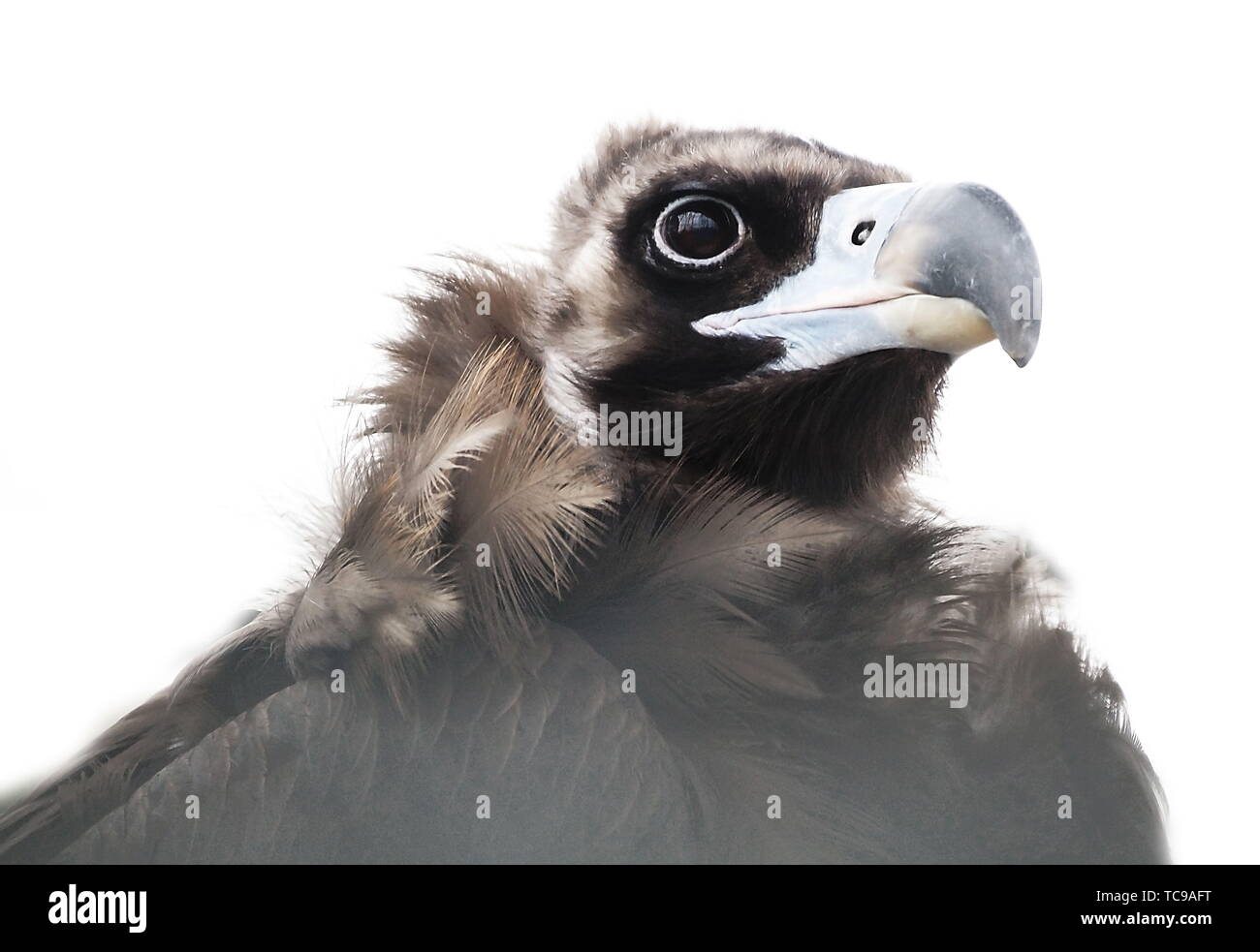 Foto Creative includono paesaggi, architettura, animali ecc. Foto Stock