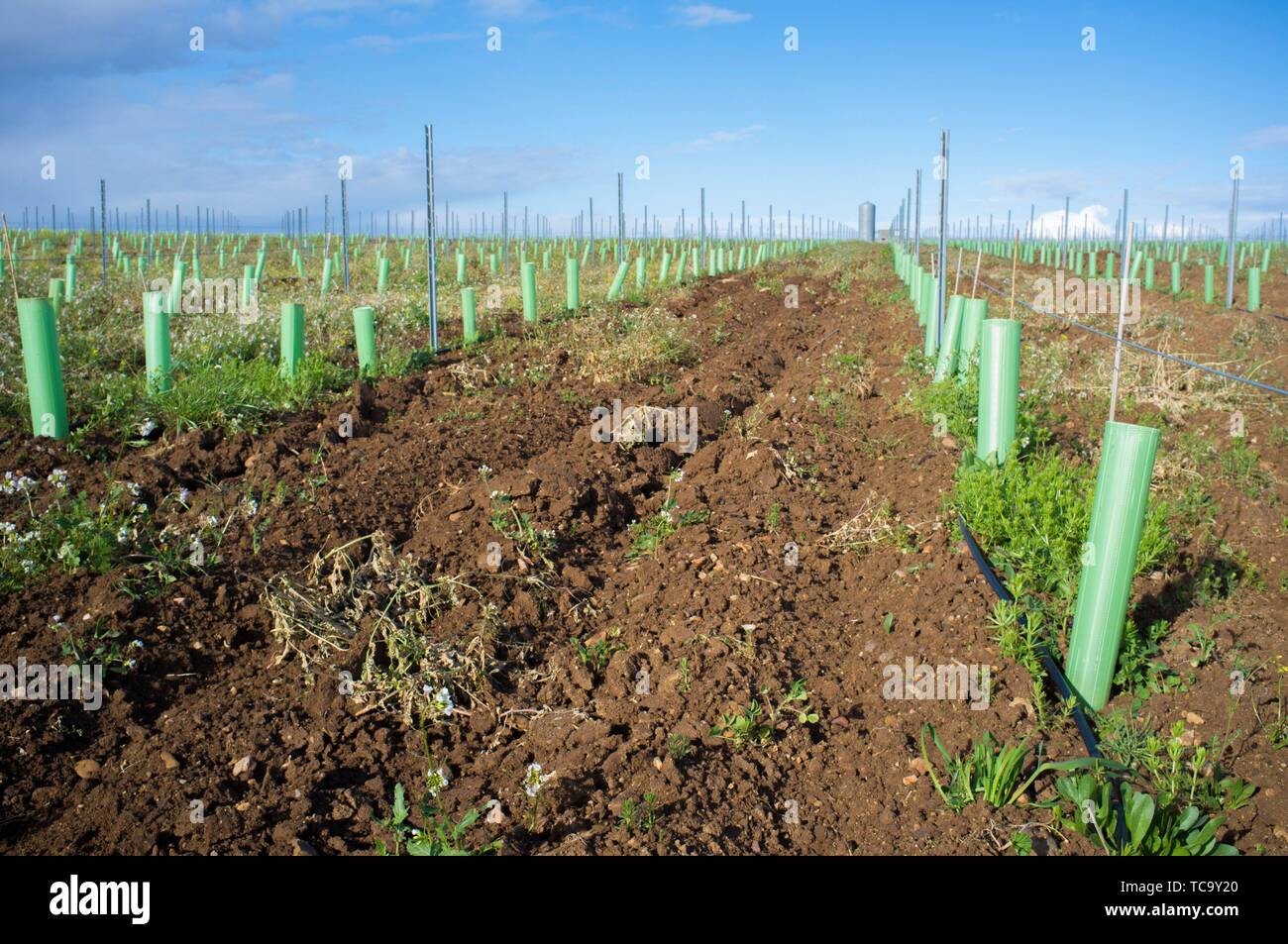 Filari di viti gemme protetti da rifugio ad albero di tubi e irrigate dal sistema di gocciolamento. Tierra de Barros, Estremadura, Spagna. Foto Stock