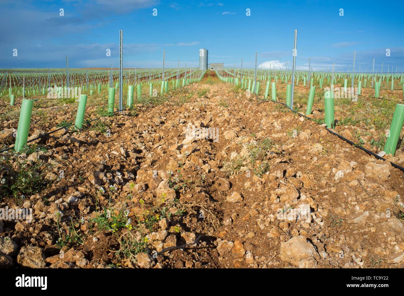 Filari di viti gemme protetti da rifugio ad albero di tubi e irrigate dal sistema di gocciolamento. Tierra de Barros, Estremadura, Spagna. Foto Stock