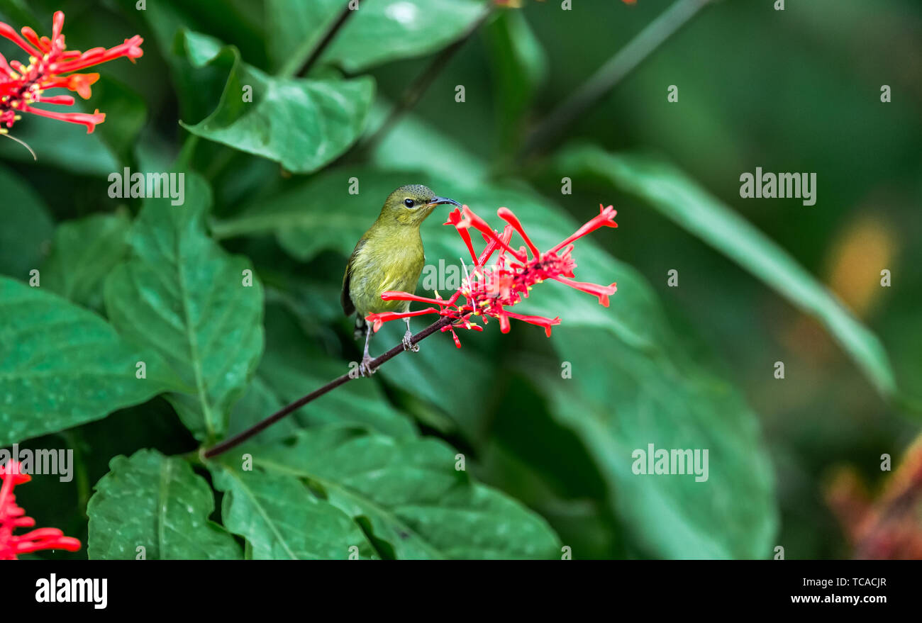 Una forcella-tailed sunbird che mangia il nettare in un pollo-incoronato letto jazz. Foto Stock